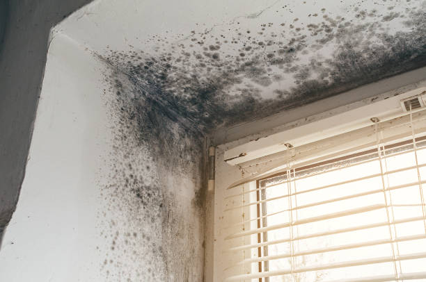 Affordable Mold Cleanup solutions in Hamburg, NJ