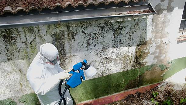 Trusted Crawl Space Mold Removal service in Hamburg, NJ - Cheap Mold Removal